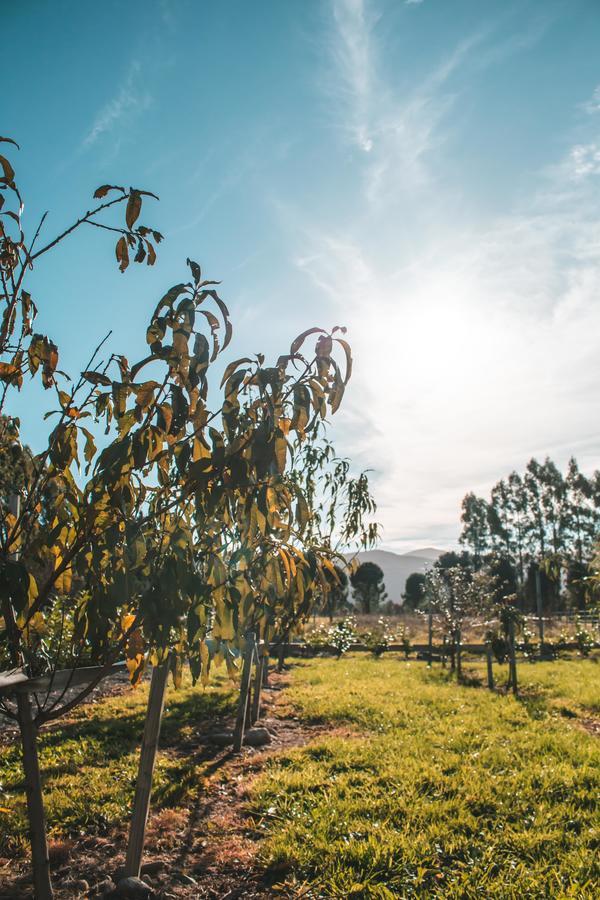 Hotel Woodside Orchard Greytown Exteriér fotografie
